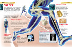 Тело человека - Фото 3