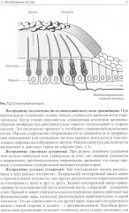 Головокружение и неустойчивость: современные рекомендации по диагностике и лечению - Фото 6