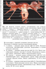 Медицинская помощь женщине с гинекологическими заболеваниями в различные периоды жизни - Фото 6