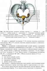 Медицинская помощь женщине с гинекологическими заболеваниями в различные периоды жизни - Фото 7