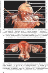 Медицинская помощь женщине с гинекологическими заболеваниями в различные периоды жизни - Фото 8