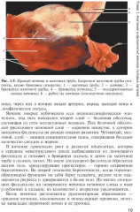 Медицинская помощь женщине с гинекологическими заболеваниями в различные периоды жизни - Фото 11