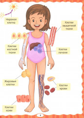 Анатомия для детей. Как устроено твоё тело - Фото 4