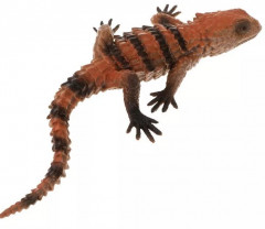 Игрушка тянучка «Ящерица» - Фото 1