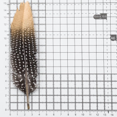 Набор перьев декоративных с золотым кончиком - Фото 2