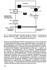 Рахит — новый взгляд на старую болезнь - Фото 11