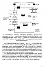 Рахит — новый взгляд на старую болезнь - Фото 12