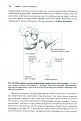 Нейронауки. Исследование мозга. В 3 томах. Комплект из 3 книг - Фото 11