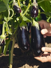 Баклажан «Рома F1» - Фото 2