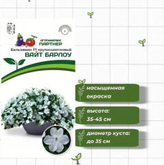 Бальзамин Уоллера F1 крупноцветковый «Вайт Барлоу» - Фото 1
