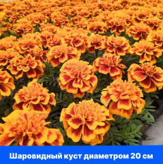 Бархатцы отклоненные «Бонанза Дип Оранж» - Фото 4