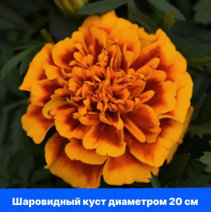 Бархатцы отклоненные «Бонанза Дип Оранж» - Фото 5