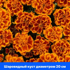 Бархатцы отклоненные «Бонанза Дип Оранж» - Фото 6