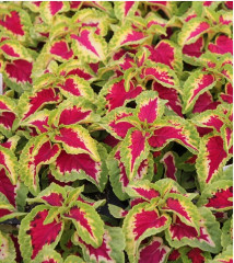 Колеус шлемниковидный «Визард Роуз» - Фото 1