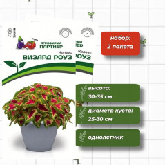 Колеус шлемниковидный «Визард Роуз» - Фото 2