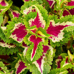 Колеус шлемниковидный «Визард Роуз» - Фото 3