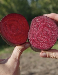 Свекла «Таунус F1» - Фото 2