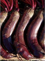 Свекла «Таунус F1» - Фото 3