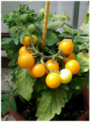 Томат «Балконное чудо, жёлтый» - Фото 1