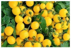 Томат «Балконное чудо, жёлтый» - Фото 2