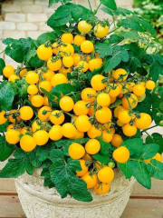 Томат «Балконное чудо, жёлтый» - Фото 3