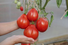 Томат «Кахури» - Фото 1