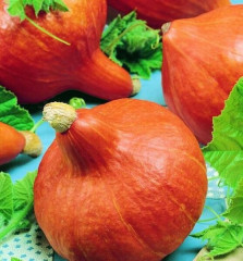 Тыква «Учики Кури» - Фото 2
