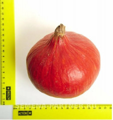 Тыква «Учики Кури» - Фото 3