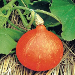 Тыква «Учики Кури» - Фото 4