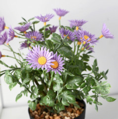 Бонсай в горшке «Ромашка махровая» - Фото 1