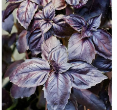 Базилик овощной «Ереванский» - Фото 1