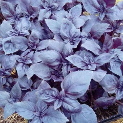 Базилик овощной «Ереванский» - Фото 2