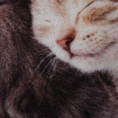 Коврик влаговпитывающий «Милота. Котята» - Фото 3