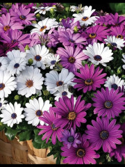 Семена остеоспермума карликового смесь сортов «Звездное сияние» - Фото 1