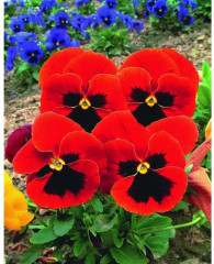 Виола «Красная шапочка» - Фото 1