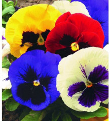 Виола «Шведские Гиганты» - Фото 1