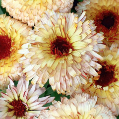 Календула «Замшевая бахрома» - Фото 2