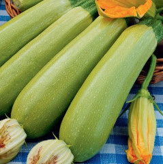Семена кабачков «Заячье ушко» - Фото 1