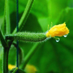 Семена огурцов «Аромат лета F1» - Фото 2