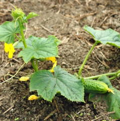 Семена огурцов «Аромат лета F1» - Фото 3