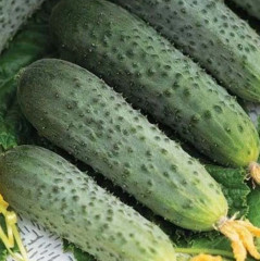 Семена огурцов «Аромат лета F1» - Фото 4