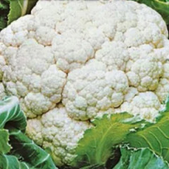 Семена капусты цветной «Снежный шар» - Фото 1