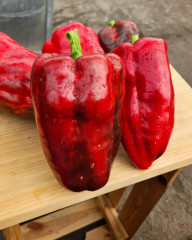 Семена перца сладкого «Годзилла» - Фото 3