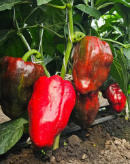 Семена перца сладкого «Годзилла» - Фото 4