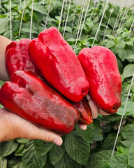 Семена перца сладкого «Годзилла» - Фото 8