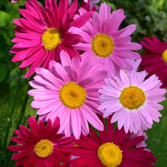 Семена цветов «Пиретрум. Малиновые гиганты»