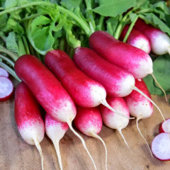 Семена редиса «F1 Французский полдник» - Фото 1