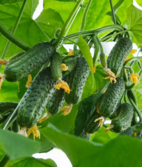 Семена огурцов «Уйгур F1» - Фото 3