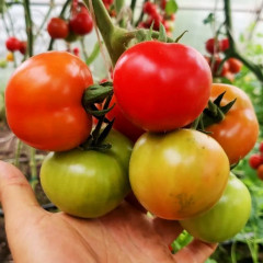 Семена томата «Дикий ангел» - Фото 2