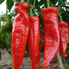 Семена перца острого F1 XL - Фото 2